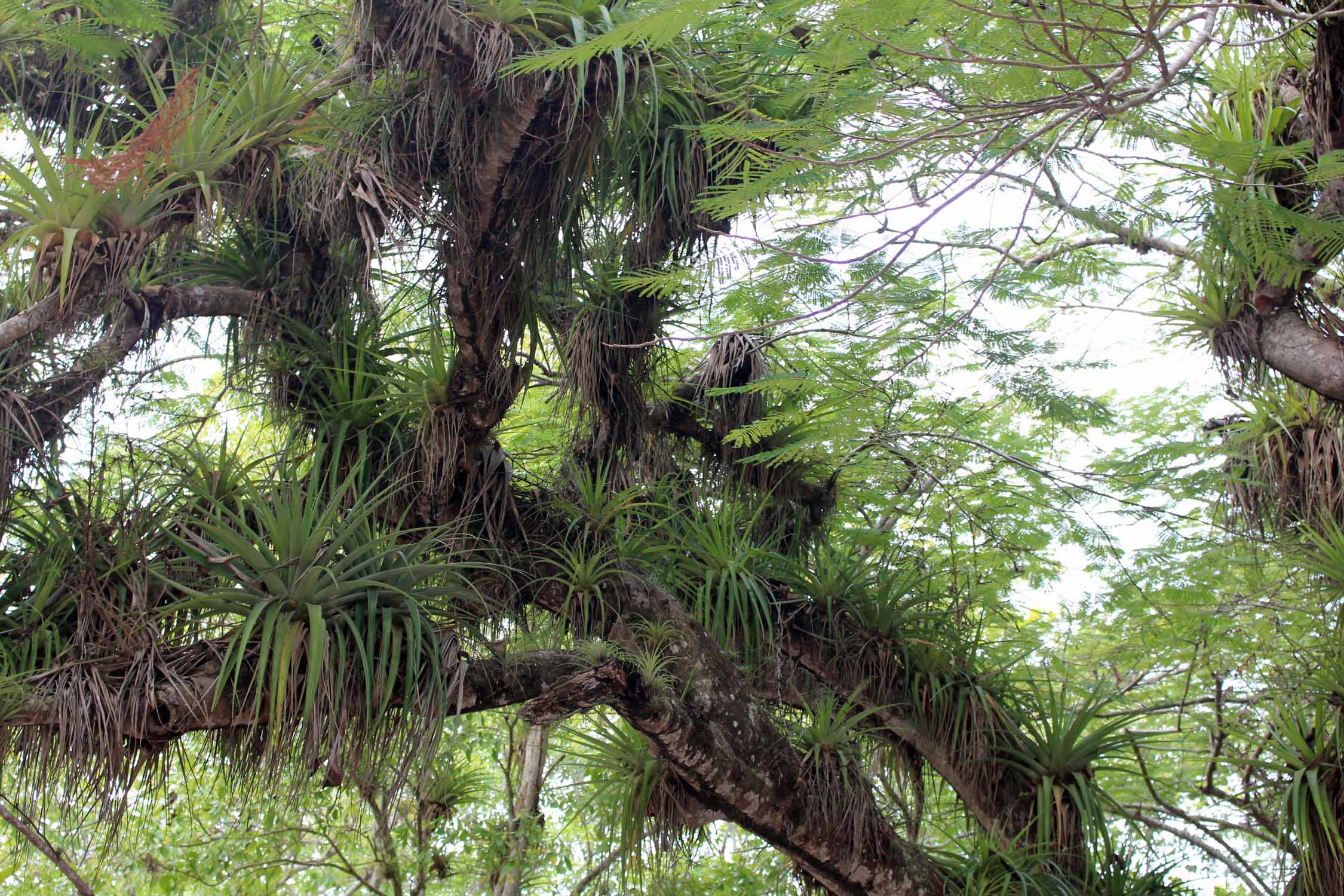 Guadeloupe, Port-Louis, plantes épiphytes