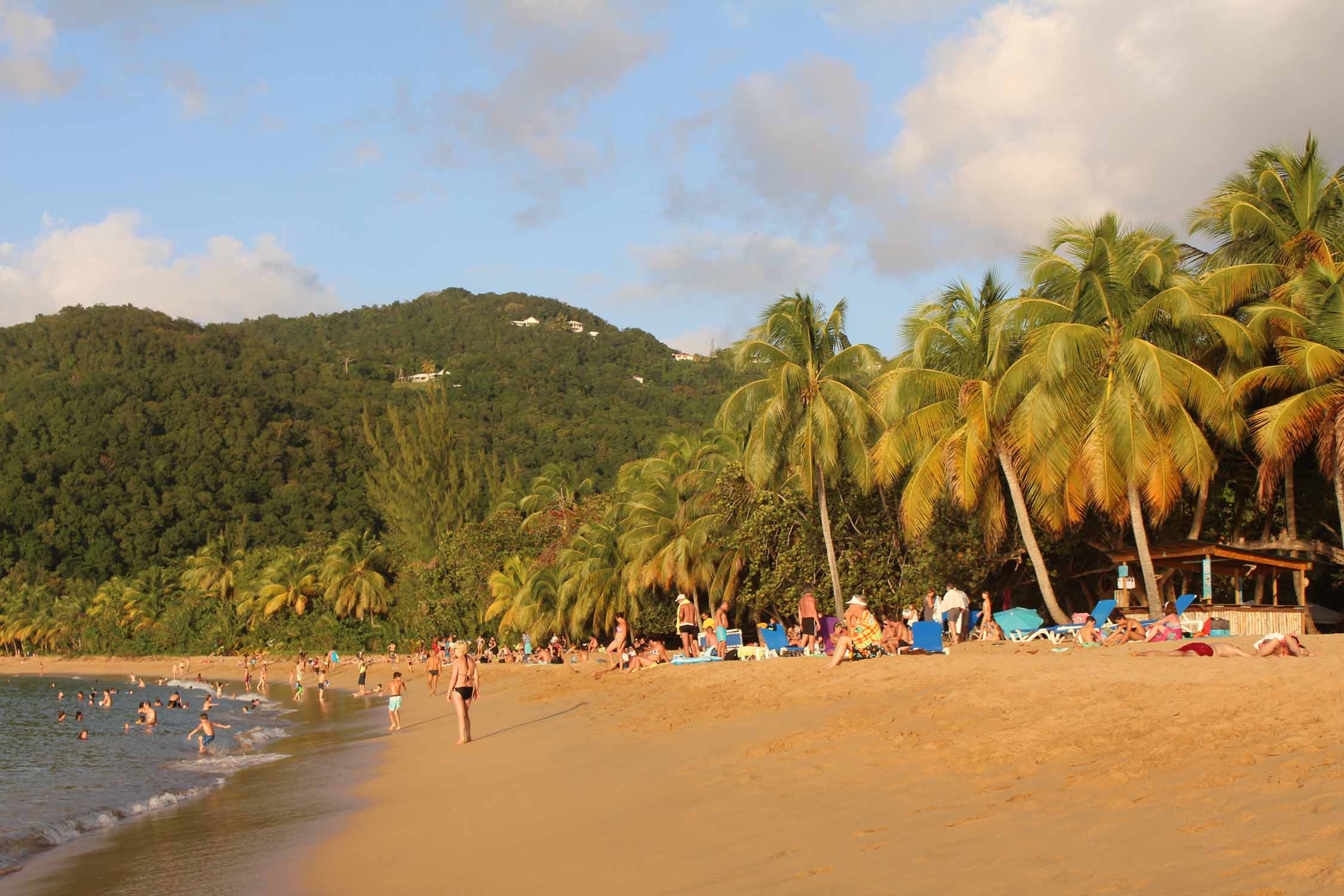 Deshaies, plage de la Grande-Anse, palmiers