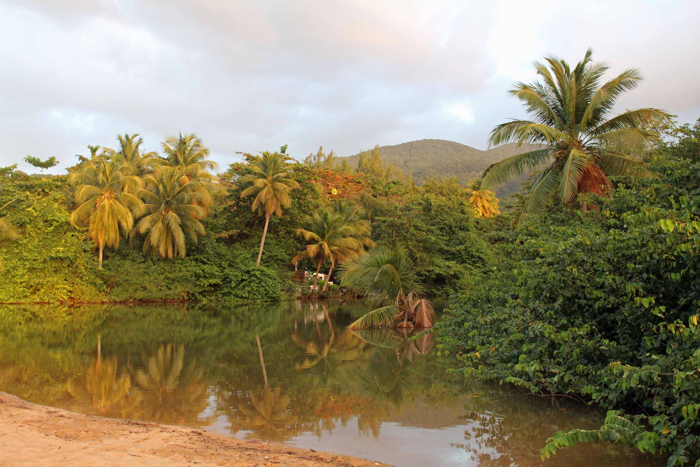 Deshaies, plage de la Grande-Anse, étang