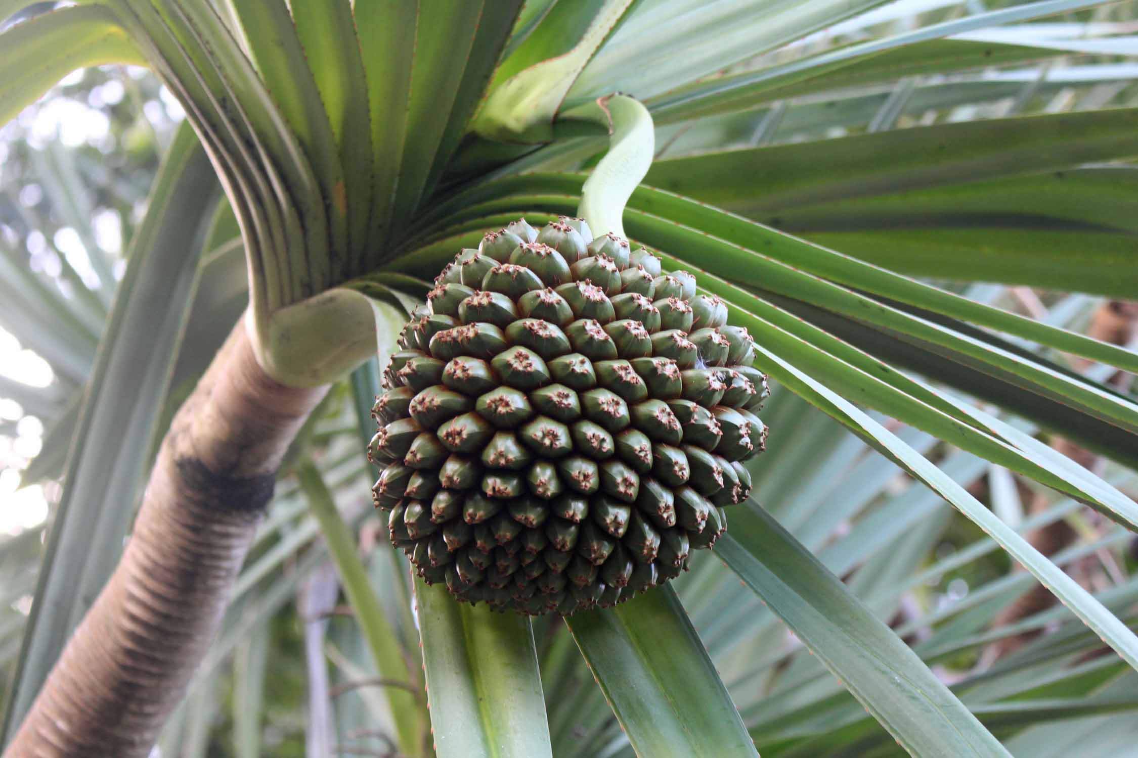 Deshaies, jardin botanique, fruit de pandanus