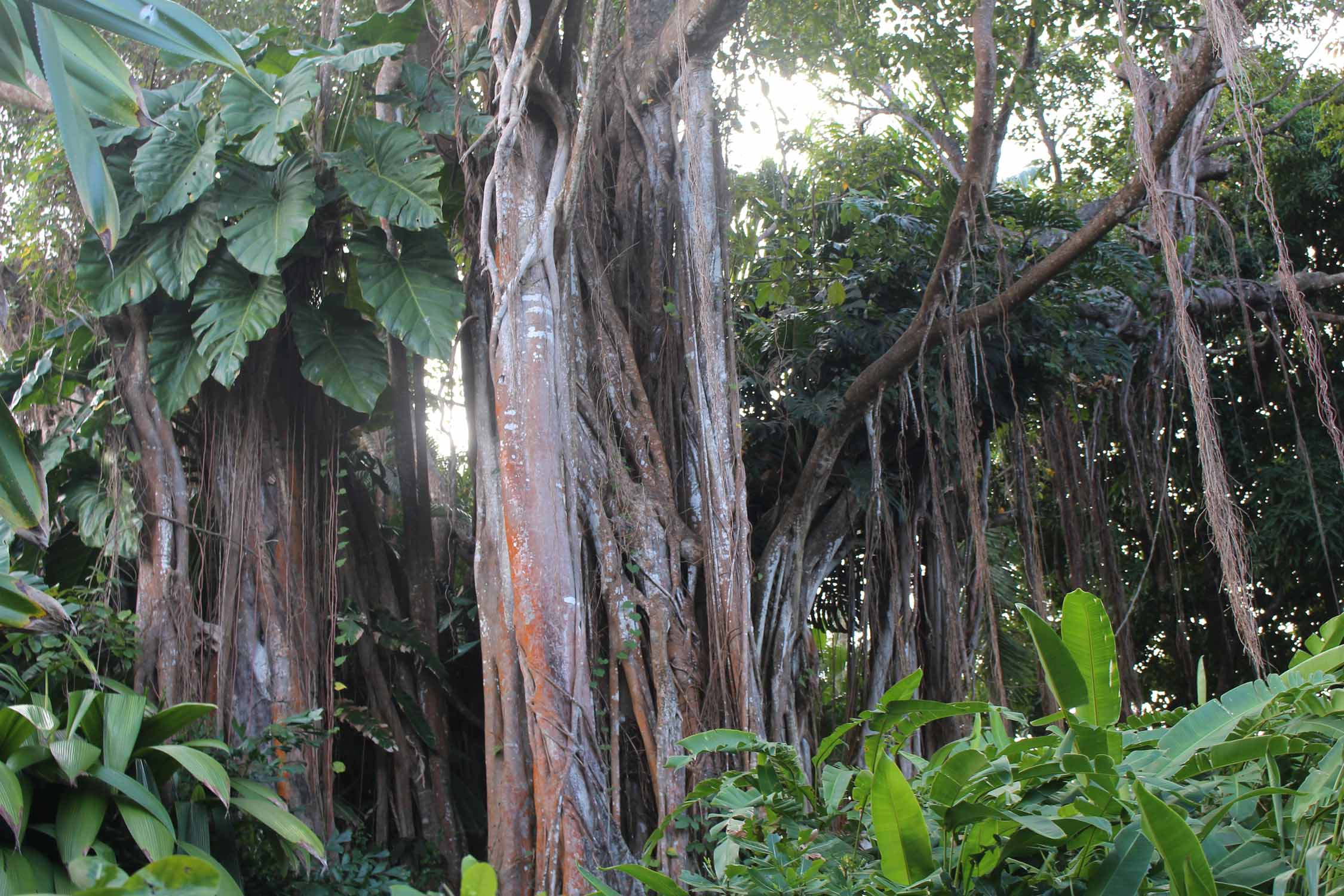 Deshaies, jardin botanique, banian