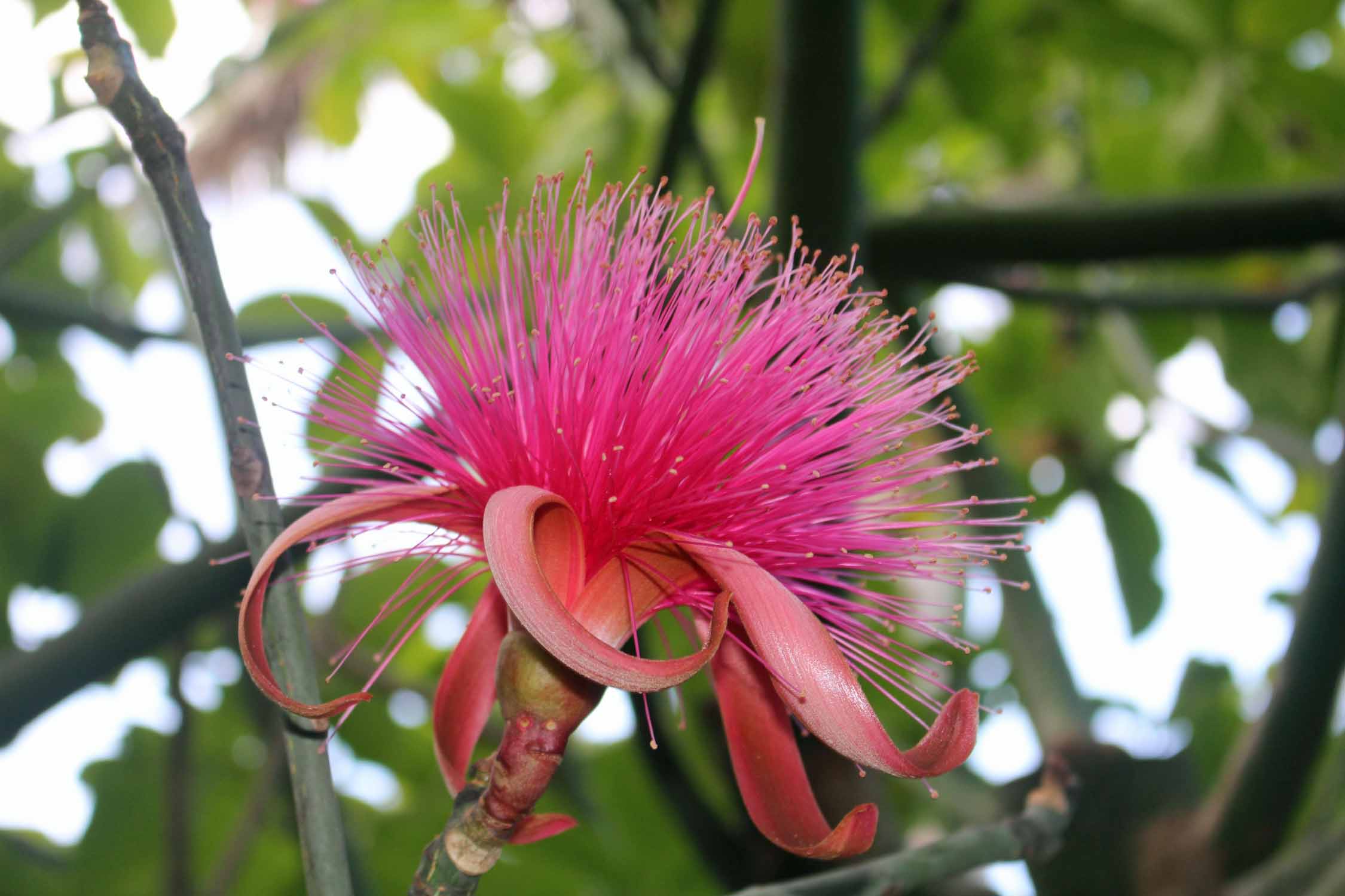 Deshaies, jardin botanique, fleur de bombax