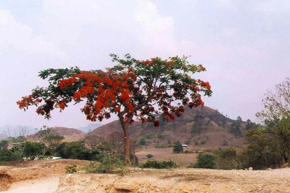 Honduras, flamboyant