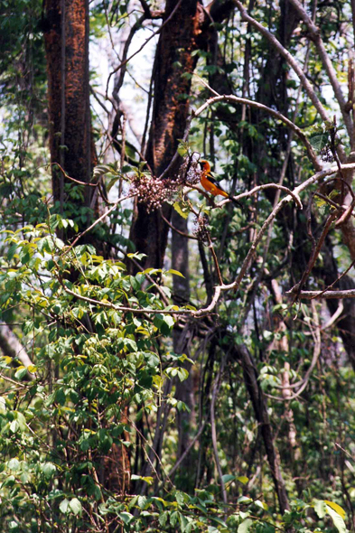 Honduras, chardonnet