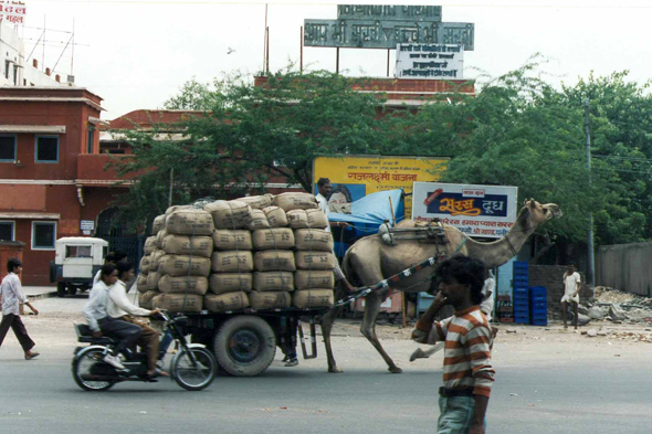 Jaipur, dromadaire