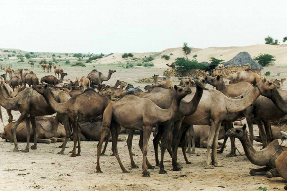 Désert du Thar, chameaux