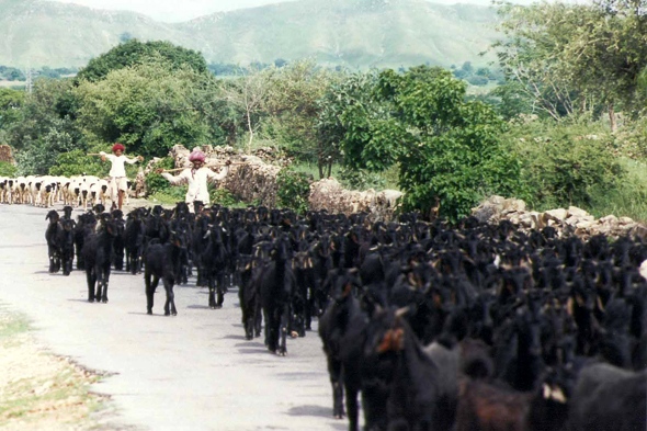 Udaipur, chèvres