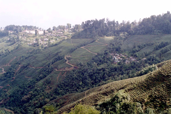 Darjeeling, plantations de thé