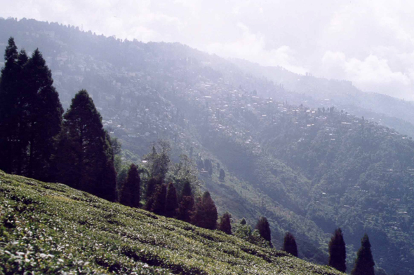 Darjeeling, plants de thé