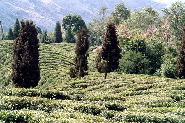 Darjeeling, thé