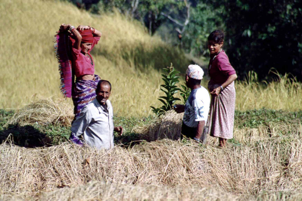 Gangtok, récoltes