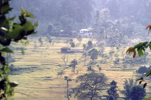 Tista, cultures en terrasses