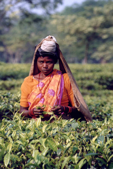 Ranichera, cueilleuse de thé