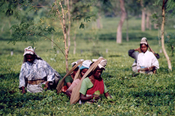 Darjeeling, cueilleuse de thé