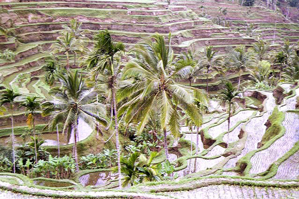 Bali, Ubud