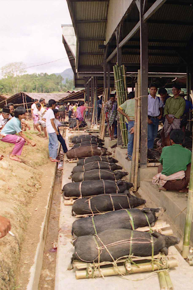 Sulawesi, cochons