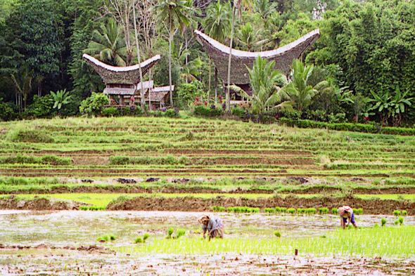 Sulawesi, rizières