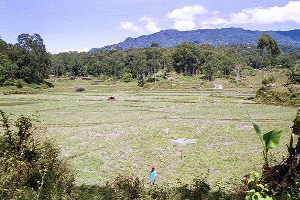 Pays Toraja