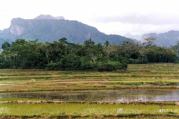Sangalla, rizière, paysage