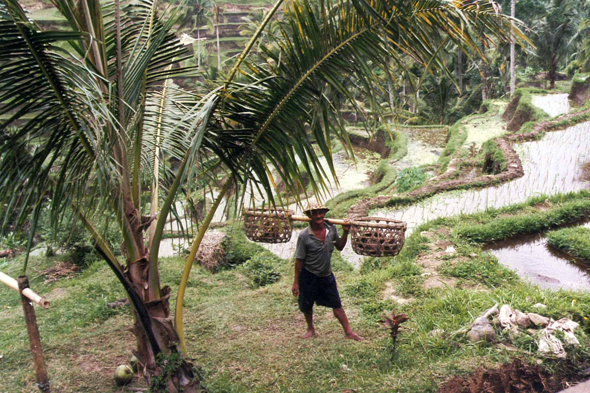 Bali, rizières d'Ubud