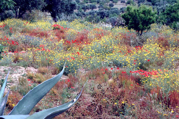 Agrigente, Valle dei Templi