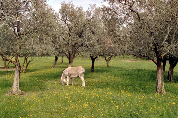 Gaino, olivier