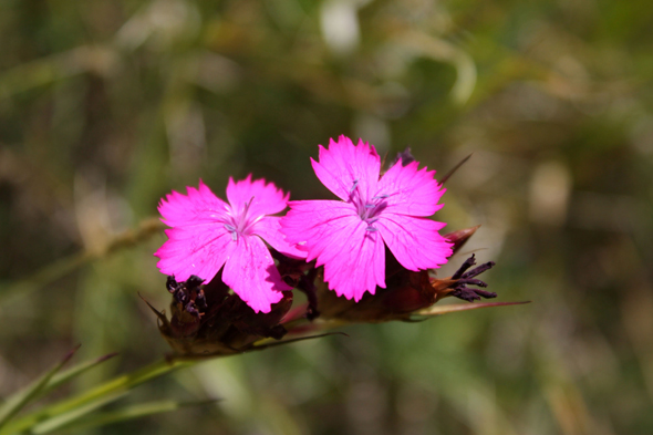 Alpes Apuanes, silene