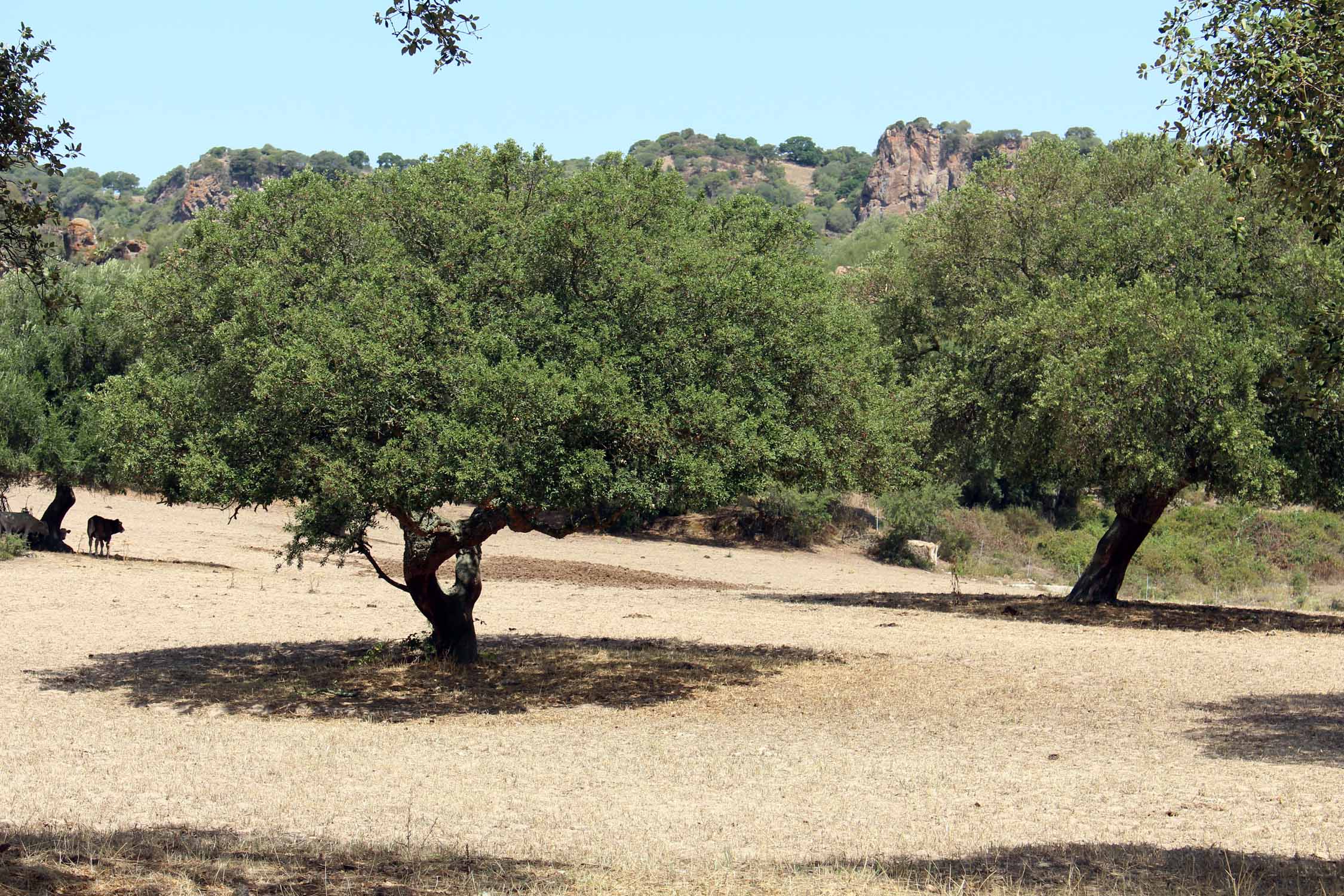 Sardaigne, oliviers