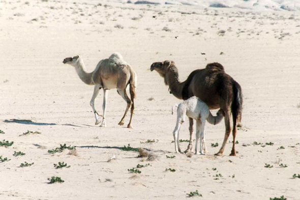 Aqaba, dromadaires