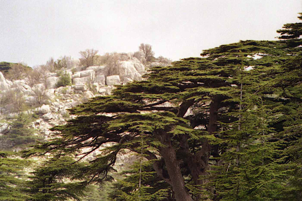Cèdres du Liban