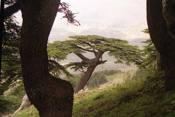 Liban, Arz el-Rab