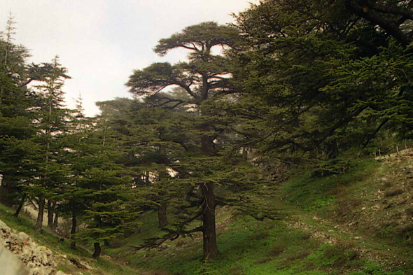 Bcharré,  forêt de cèdres