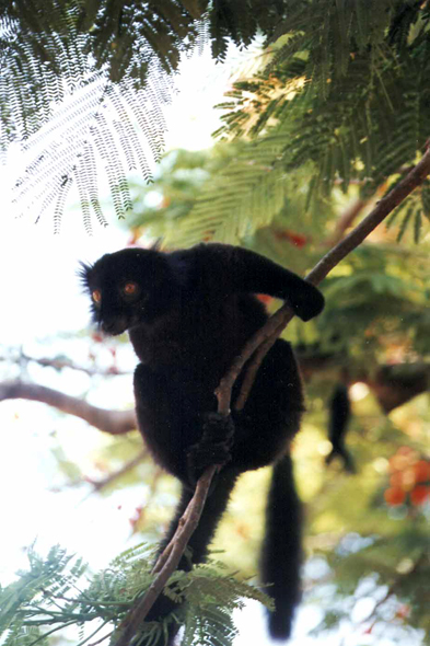 Nosy Be, lémurien macaco