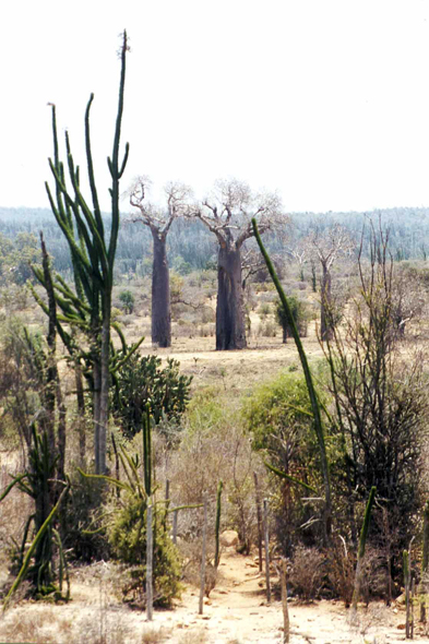 Madagascar, baobabs