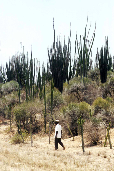 Madagascar, didieracées