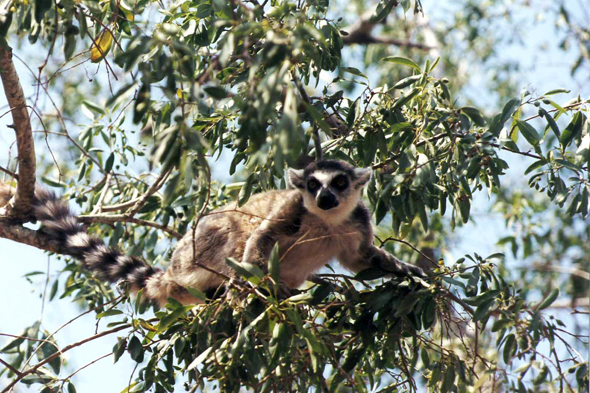 Madagascar, lémurien maki