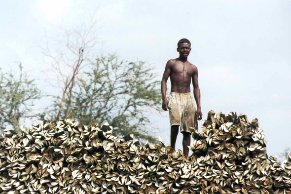 Madagascar, récolte du sisal