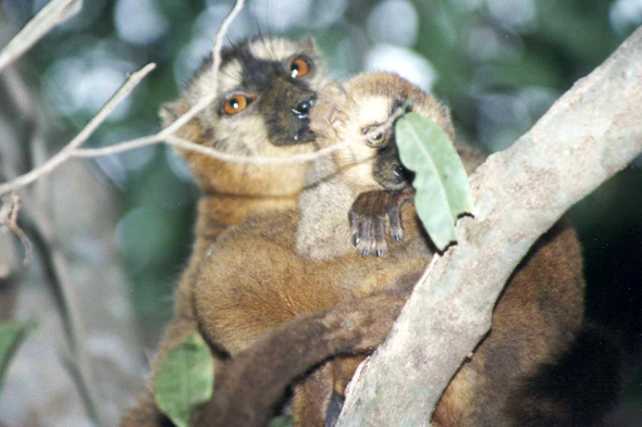 Berenty, lémurien gidros