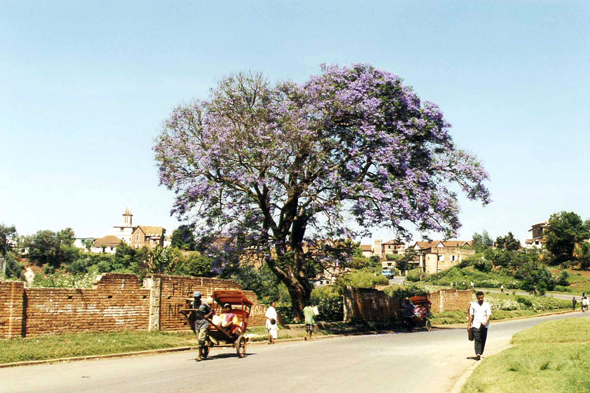 Antsirabe, jacaranda