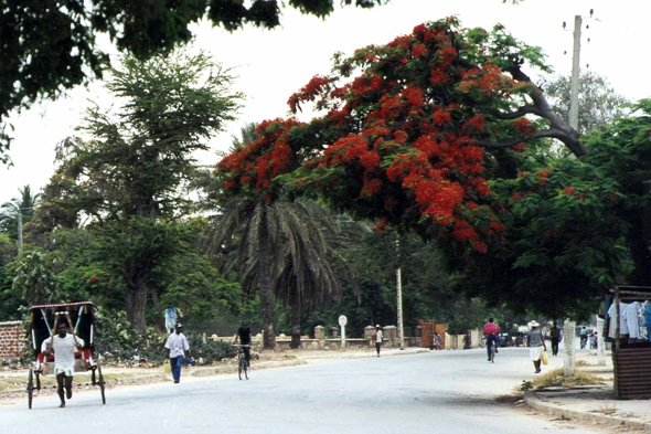 Toliara, flamboyant