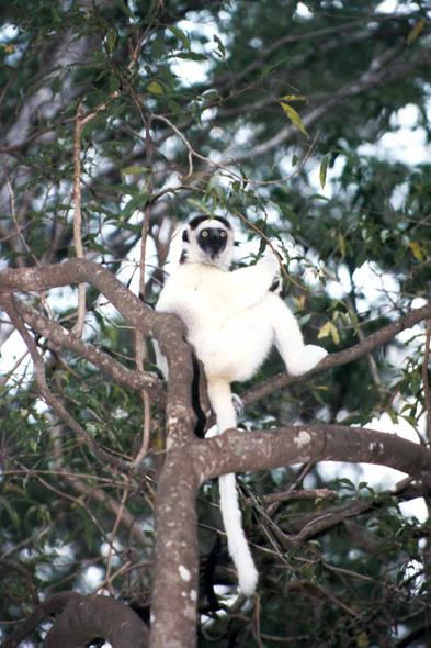 Madagascar, lémurien sifaka