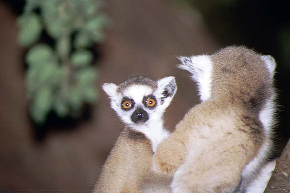 Madagascar, jeune maki