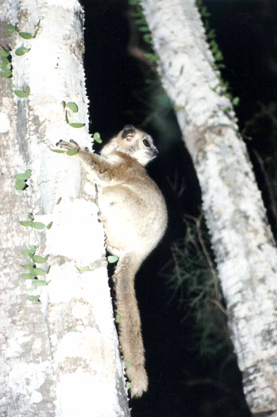 Madagascar, lémurien ankoba