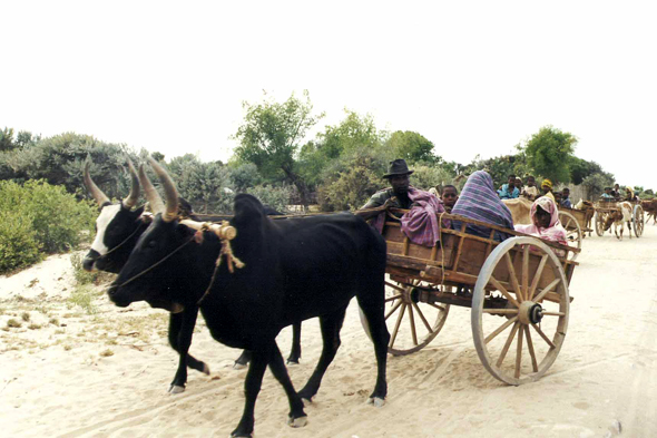 Madagascar, nationale 6, zébus