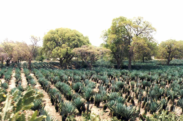 Madagascar, Fort-Dauphin, sisal