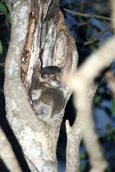 Madagascar, lémurien varika
