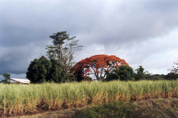 Nosy Be, flamboyant