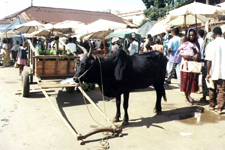 Nosy Be, march&eacute;