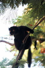 Nosy Be, l&eacute;murien macaco