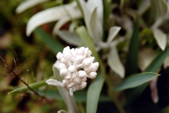 Madère, fleur, immortelle